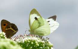 Image of cabbage butterfly