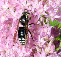 Image of Bald-faced Hornet