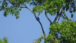 Image of Turquoise Cotinga