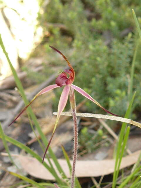 Image de Caladenia concolor Fitzg.