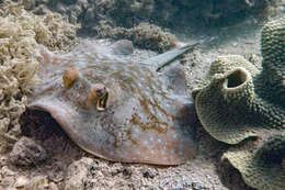 Image of Ningaloo Maskray