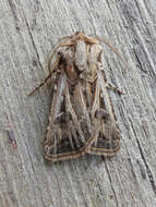 صورة Agrotis gladiaria Morris 1874