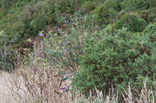 Image of butterfly-bush