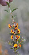 Image of Nemcia obovata (Benth.) Crisp