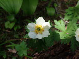 Image of American globeflower