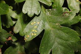 Image of <i>Eriophyes crataegi</i>