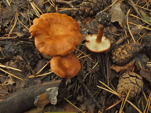 Image of Bonomyces