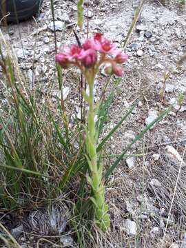 Image of Cobweb Houseleek