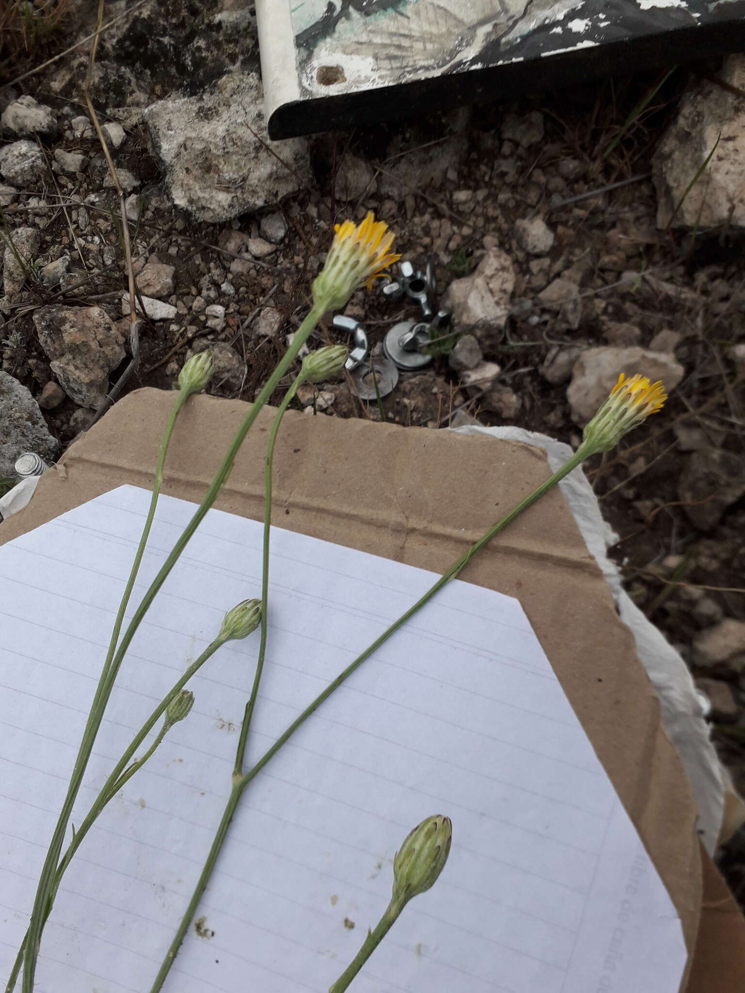 Image of Hypochaeris variegata (Lam.) Baker