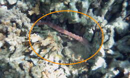 Image of Conspicuous Sea Cucumber