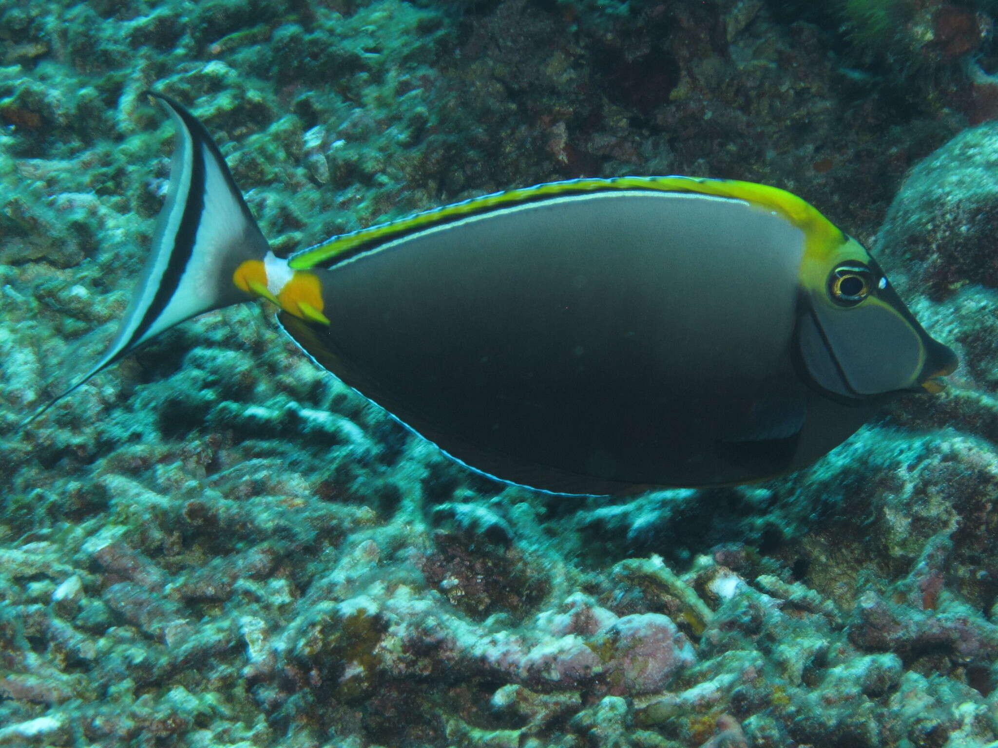 Image of Elegant Unicornfish