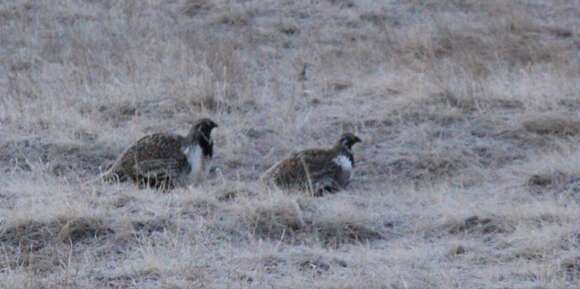 Image of Gunnison sage-grouse; greater sage-grouse