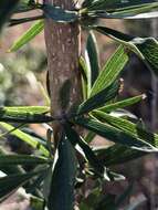 Plancia ëd Dolichandrone alternifolia (R. Br.) Seem.