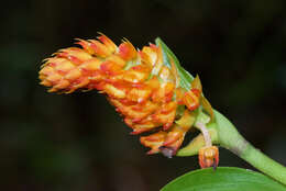 Image of Elleanthus hymenophorus (Rchb. fil.) Rchb. fil.