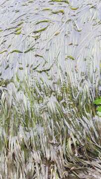 Image of American eelgrass