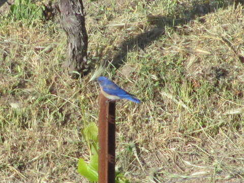 Image of Western Bluebird