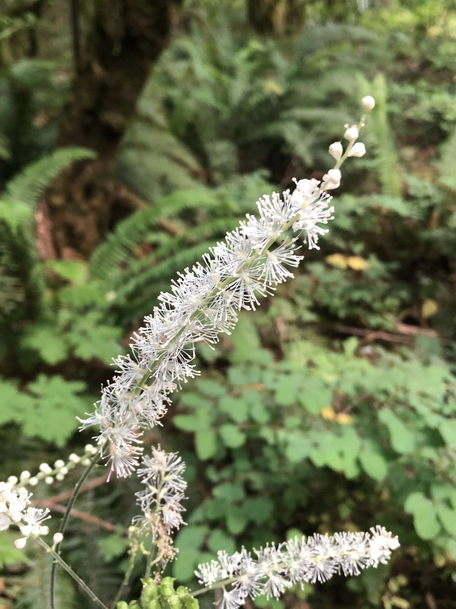 Image of Actaea elata var. elata