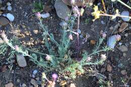 Image of Platycapnos spicata (L.) Bernh.