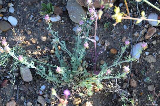 Imagem de Platycapnos spicata (L.) Bernh.