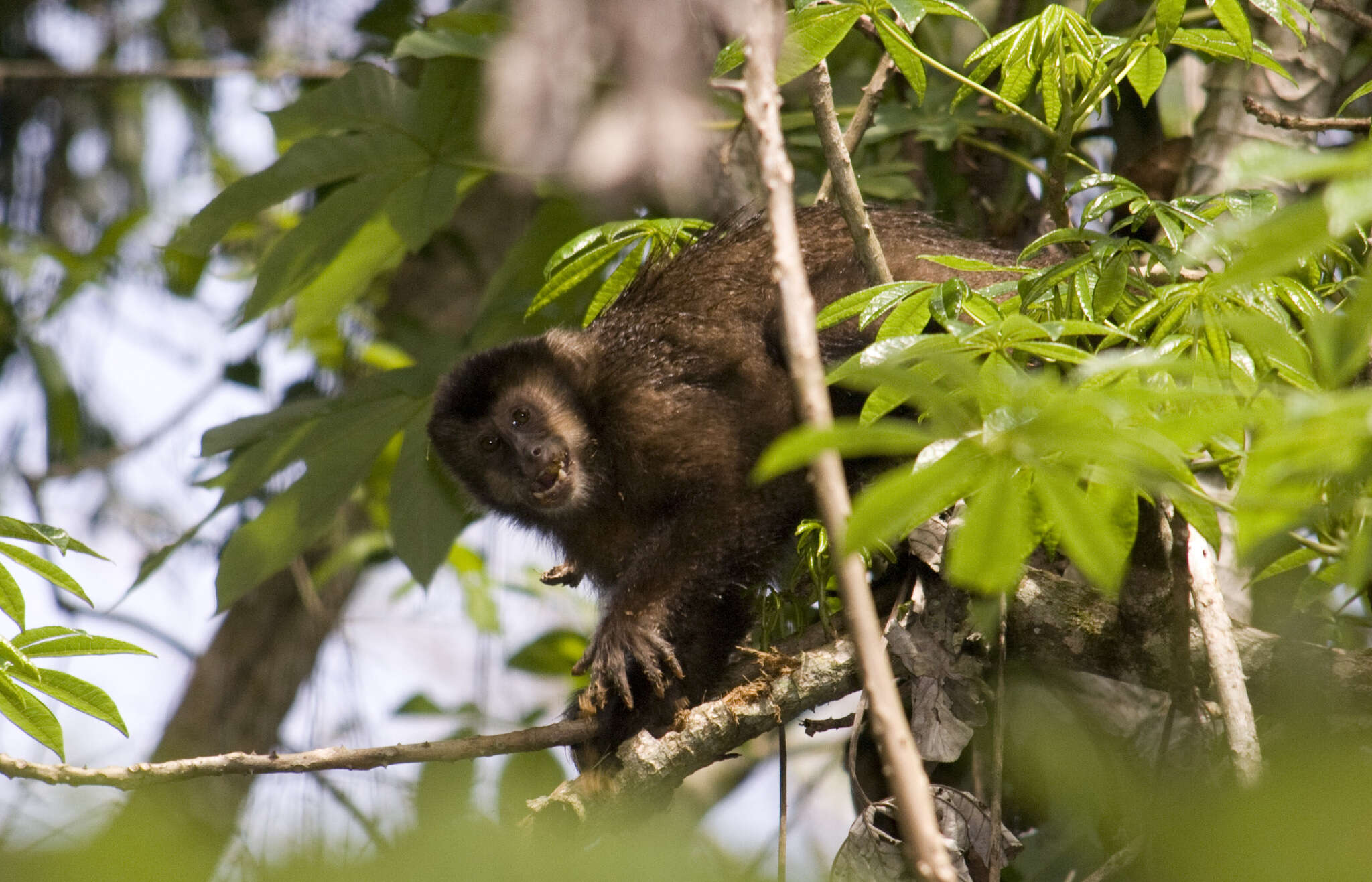 Image of Black Capuchin