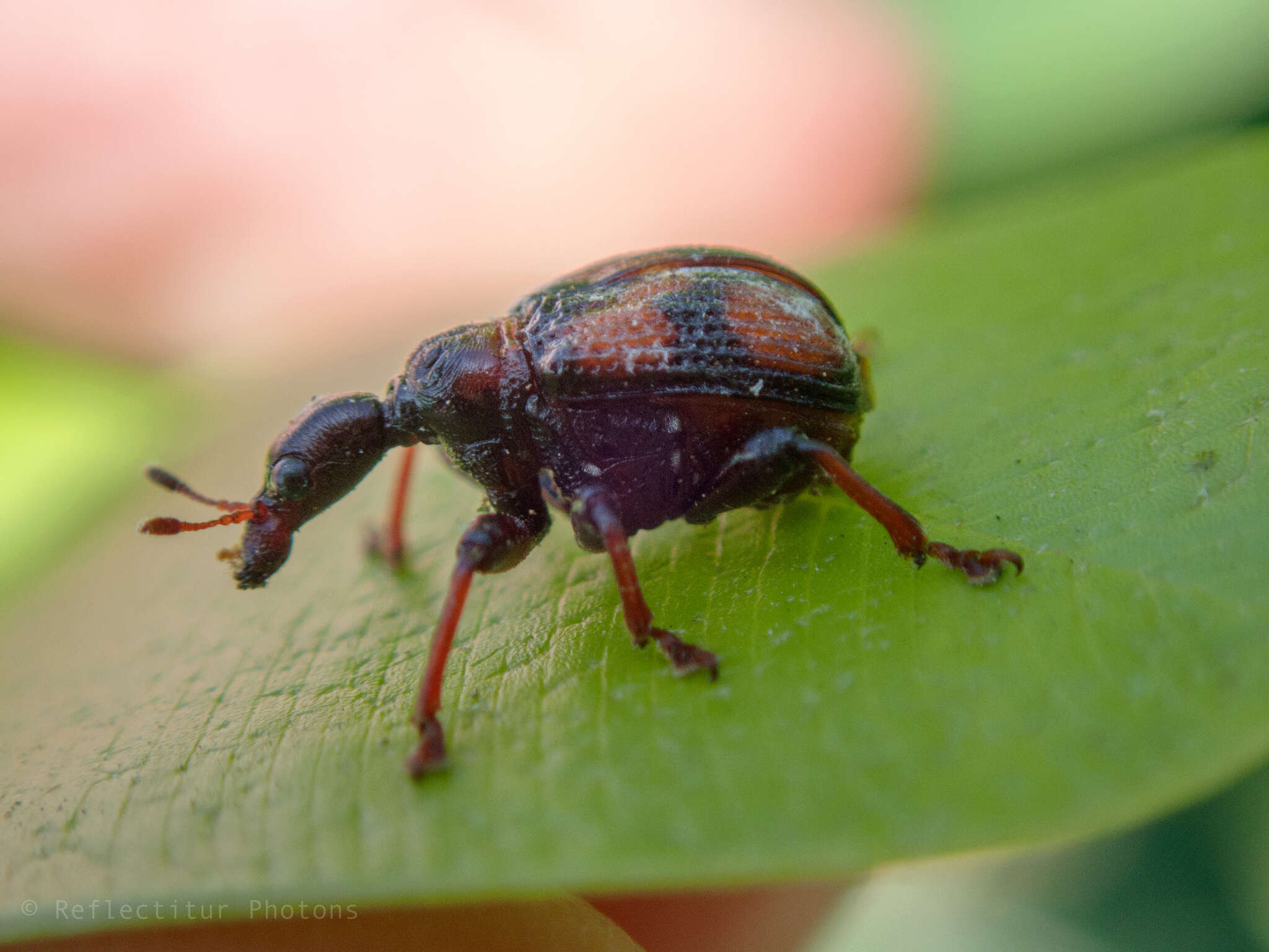 Image of Strigapoderus javanicus Legalov 2003