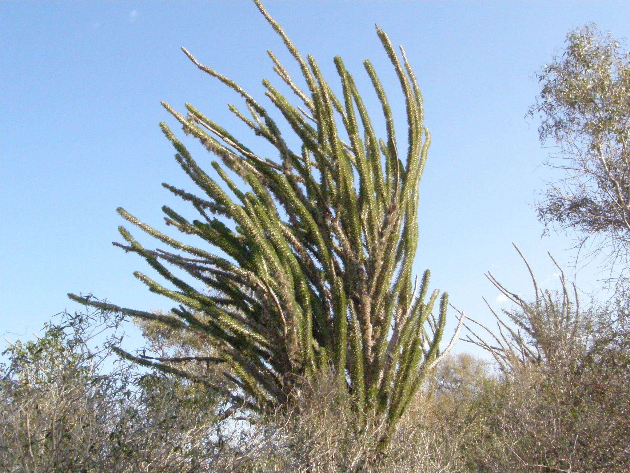 Sivun Didierea madagascariensis Baill. kuva