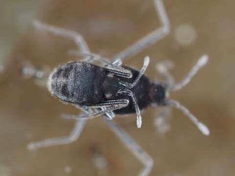 Image of coral bugs