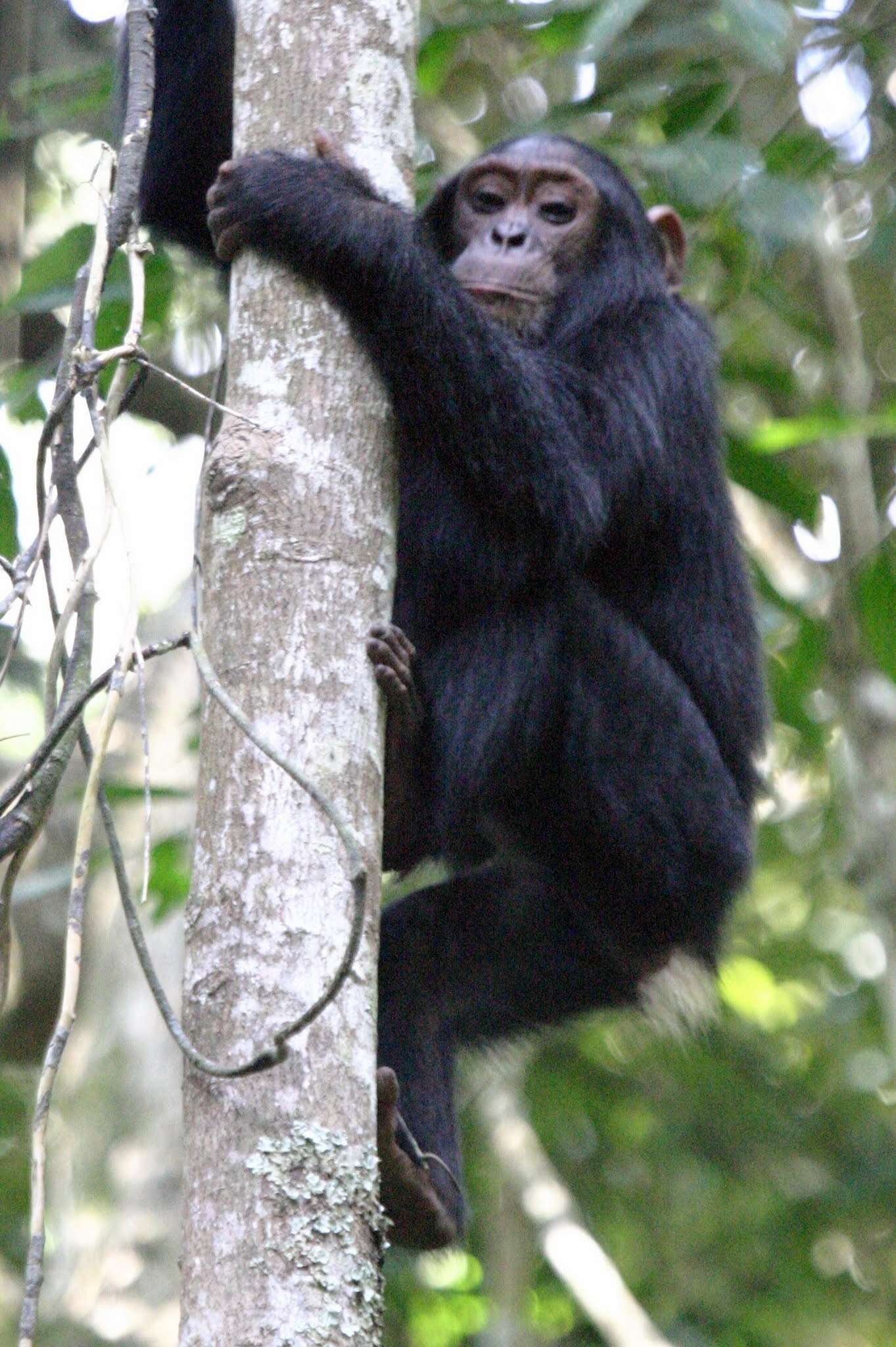 Image of Eastern Chimpanzee