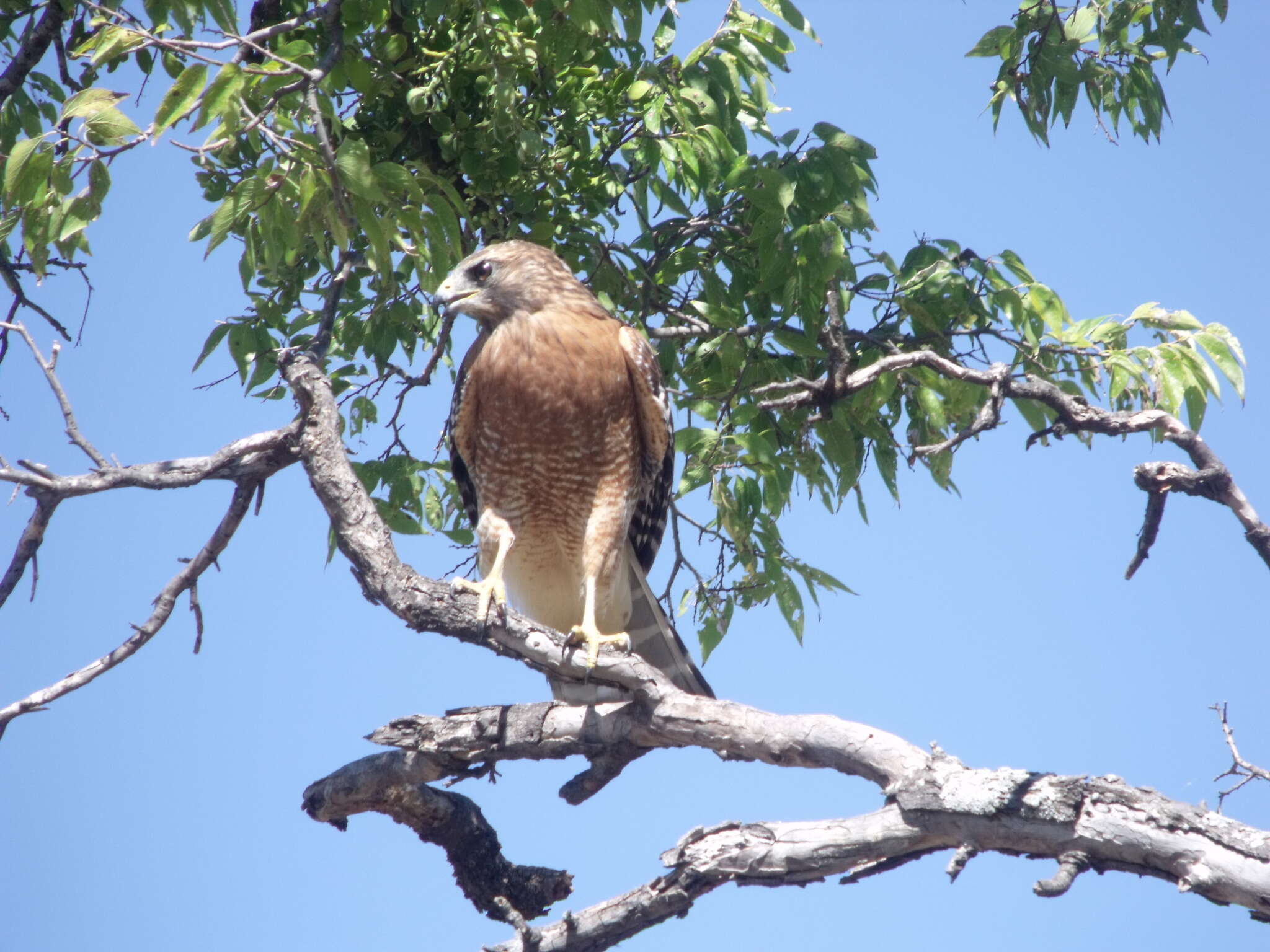 Image of Red-shouldered Hawk