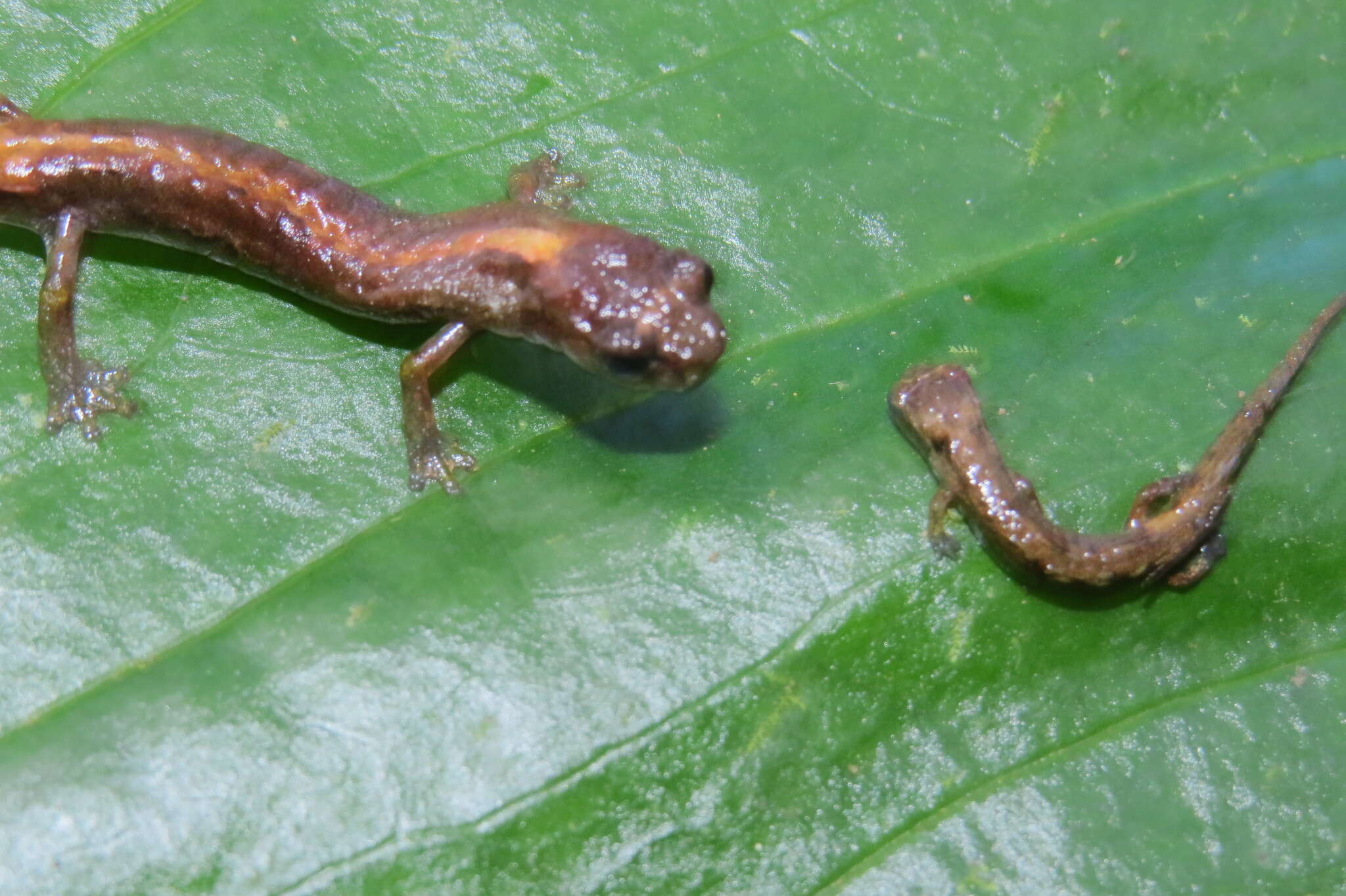 Imagem de Dendrotriton sanctibarbarus (McCranie & Wilson 1997)