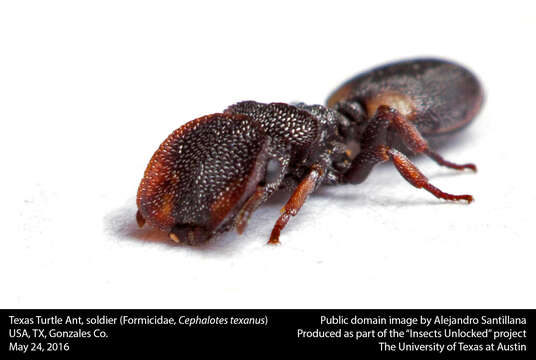 Image of Cephalotes texanus (Santschi 1915)