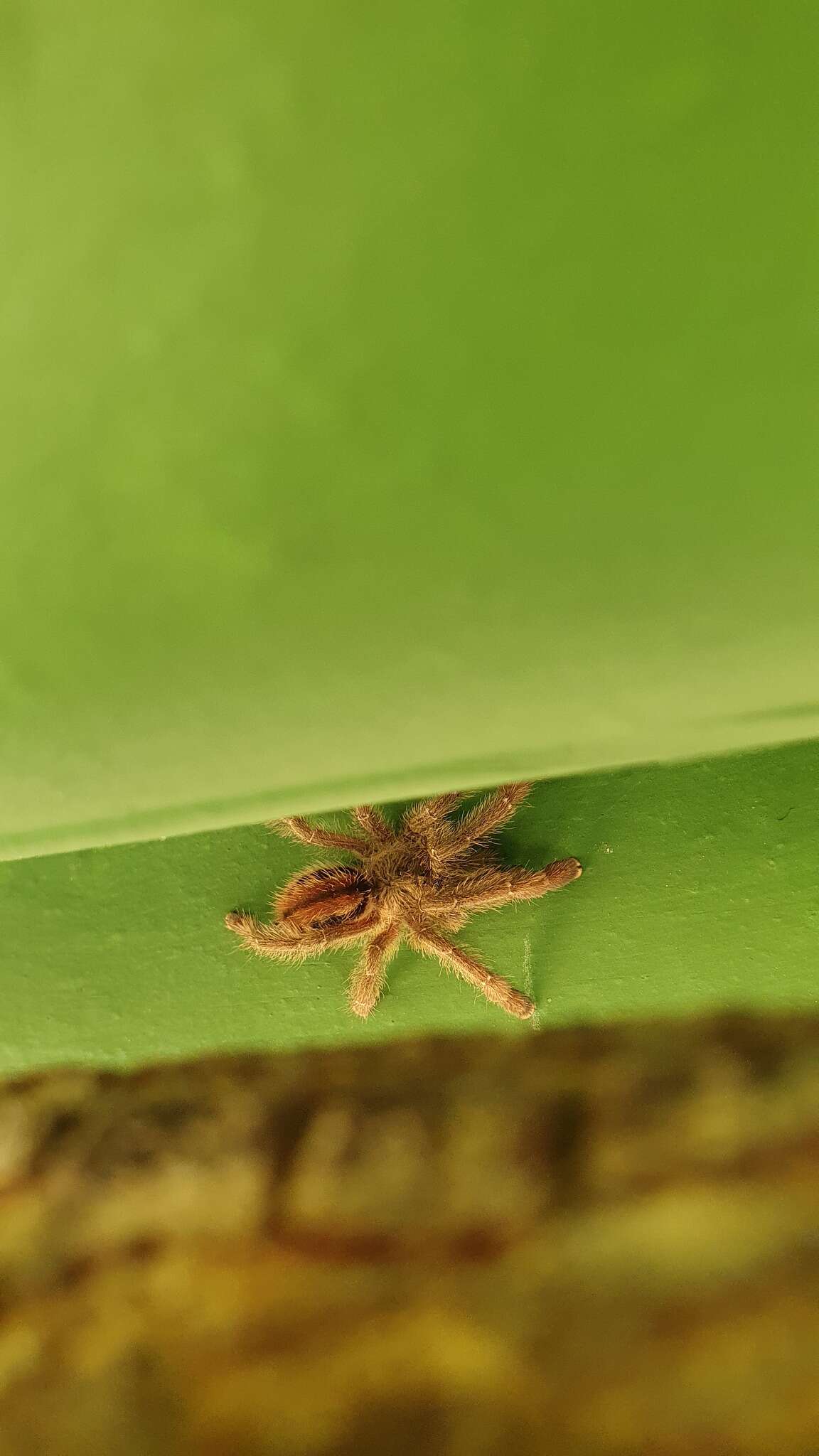 Image of Bahia Purple Red Tarantula