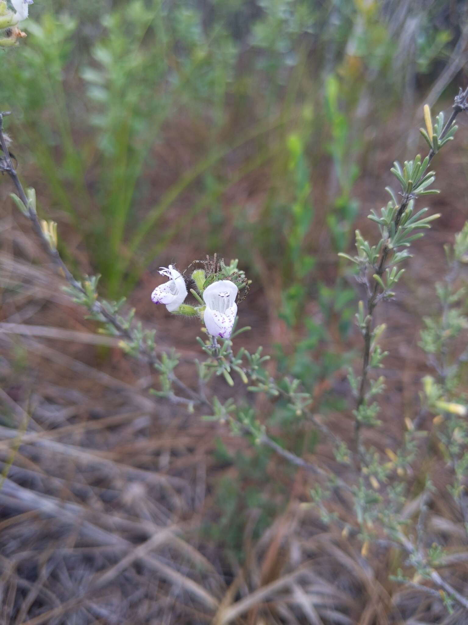 Image of false rosemary