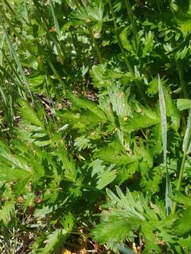 Image of Drummond's cinquefoil