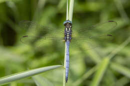 Image of Orthetrum luzonicum (Brauer 1868)