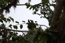 Image of Plate-billed Mountain Toucan