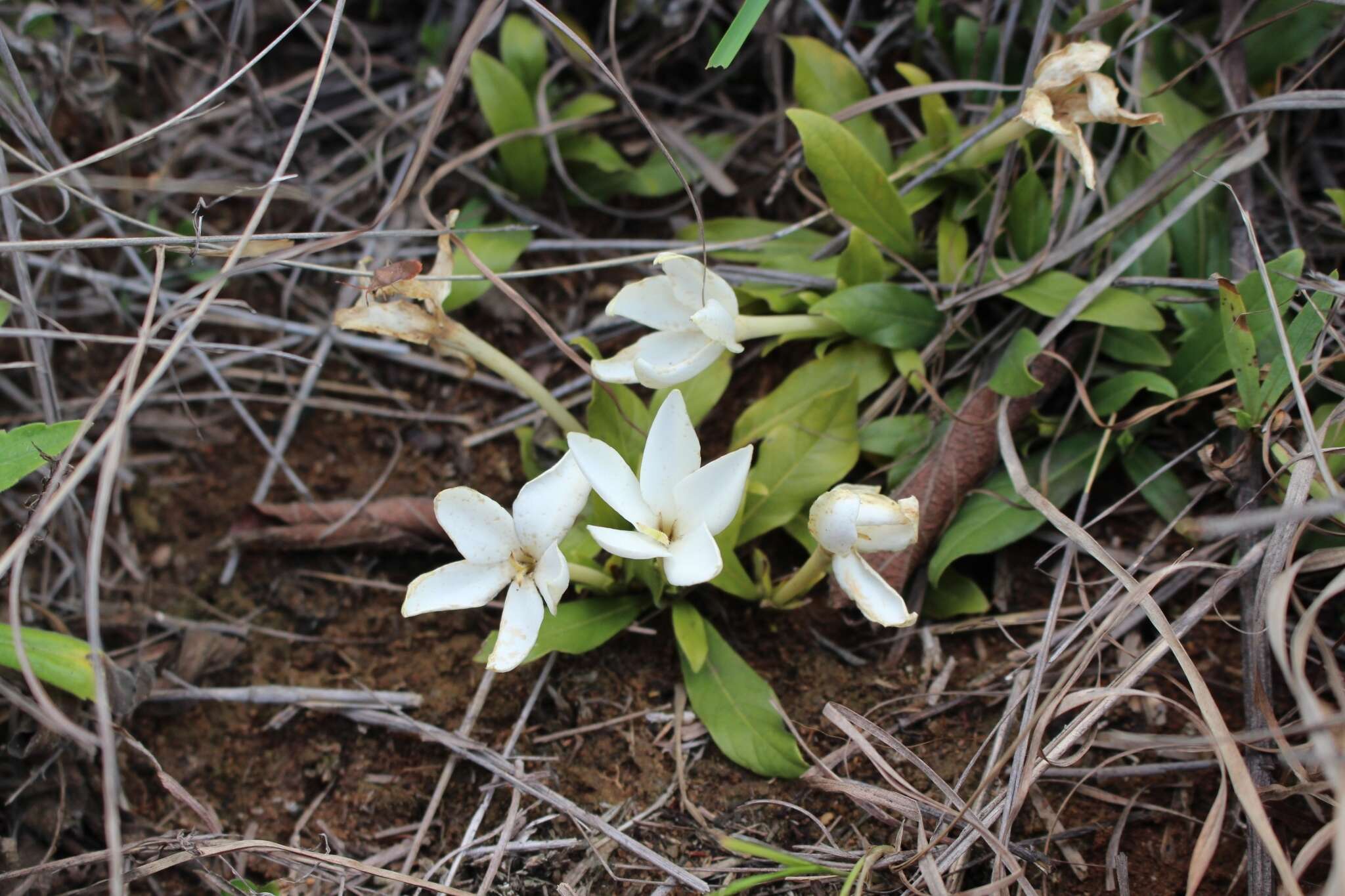 صورة Leptactina benguelensis (Welw. ex Benth. & Hook. fil.) R. D. Good