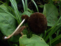 Image of Pluteus umbrosus (Pers.) P. Kumm. 1871