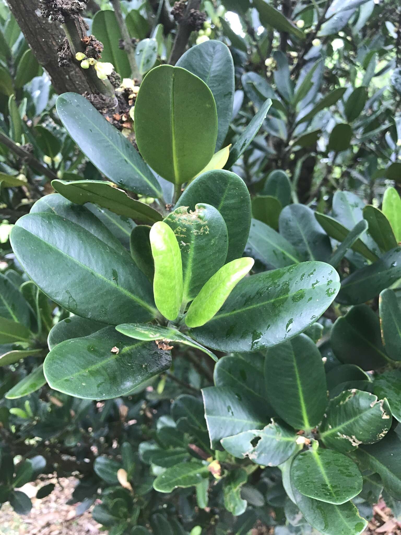 Image de Garcinia subelliptica Merr.