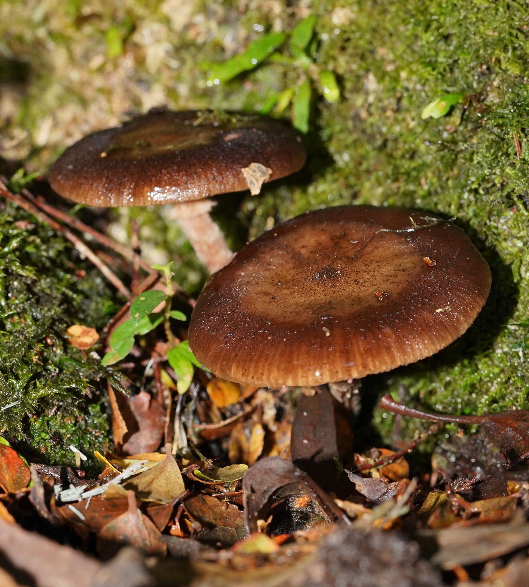 Image de Armillaria hinnulea Kile & Watling 1983