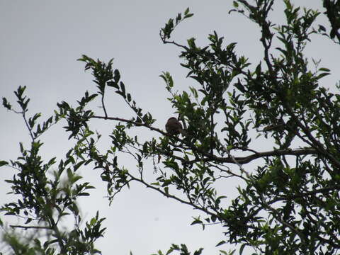 Image of Pale-breasted Spinetail