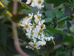 Image de Montanoa hibiscifolia (Benth.) C. Koch