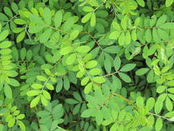 Indigofera spicata Forssk. resmi