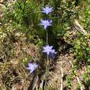 صورة Thelymitra bracteata J. Z. Weber ex Jeanes