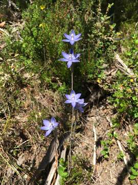 Image of Thelymitra bracteata J. Z. Weber ex Jeanes