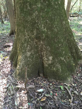 Image of Swamp Tupelo