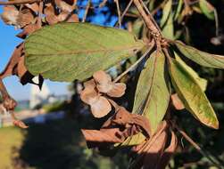 Image of Terminalia fagifolia Mart.