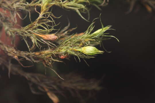 Image of <i>Orthotrichum papillosum</i>