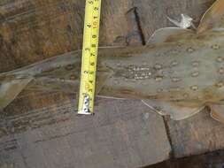 Image of Spineback guitarfish