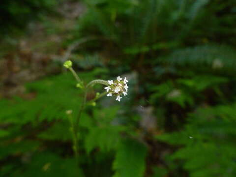 Image of American trailplant